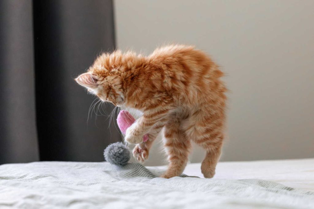 Feliway classic oranžs kaķis spēlējas